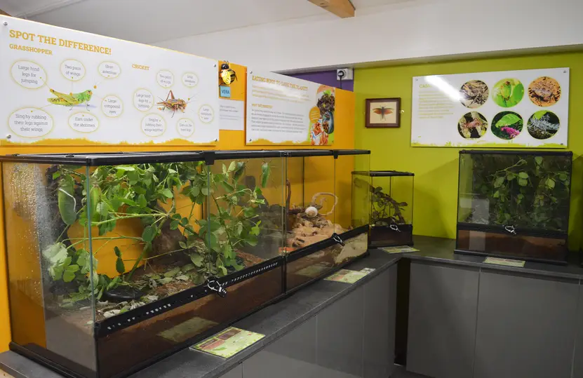 ndoor display at The Bug Parc featuring terrariums with live invertebrates, educational interpretation panels and tropical planting.