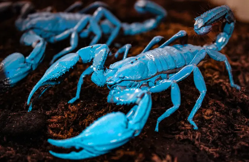 lose-up of several bright blue scorpions on dark bark substrate inside an invertebrate exhibit at The Bug Parc, showing their distinctive pincers and segmented tails.