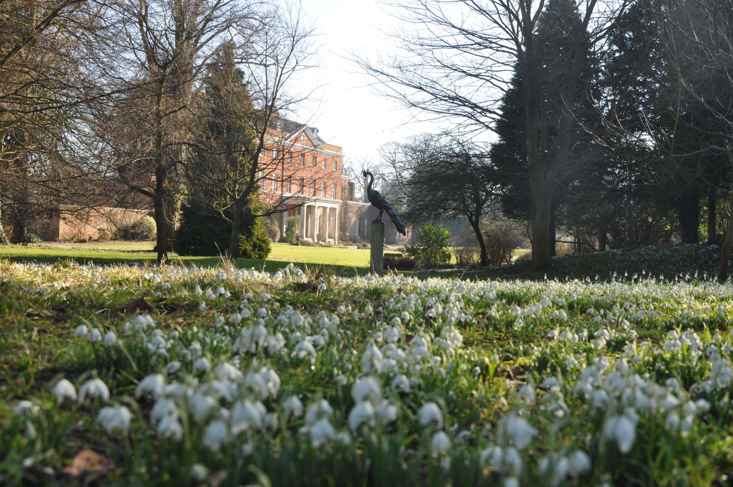Snowdrops flowering and peacock sculpture at Raveningham gardens setting with a historic building in the background.