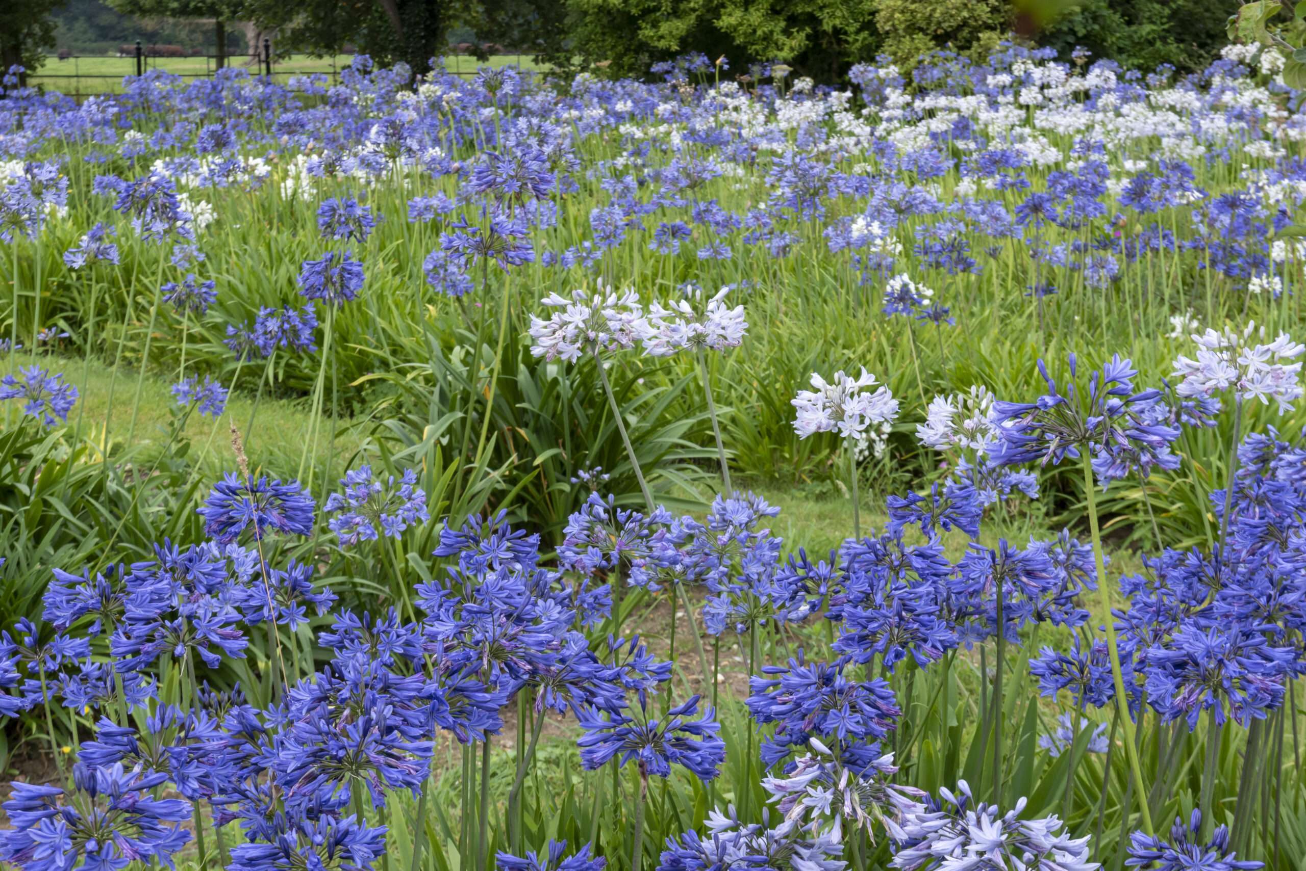 A drift of blue and white Agapanthus are grown in stock beds at Raveningham Hall.