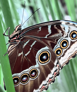 Close-up of a butterfly resting among green leaves in The Bug Parc’s tropical butterfly house, showing intricate brown wing patterns with distinctive eye-shaped markings.