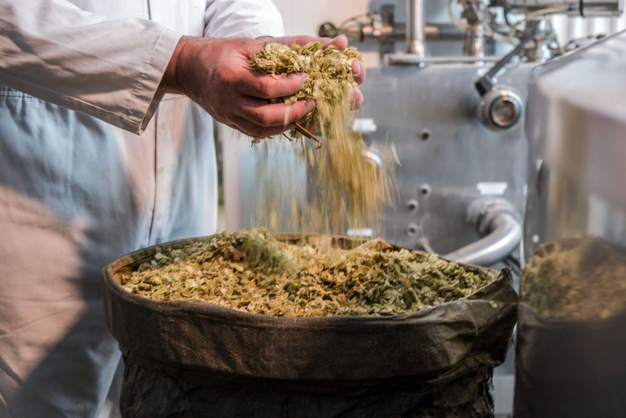 Fresh hops being added to a brewing vessel during the beer-making process at Woodforde’s Brewery.