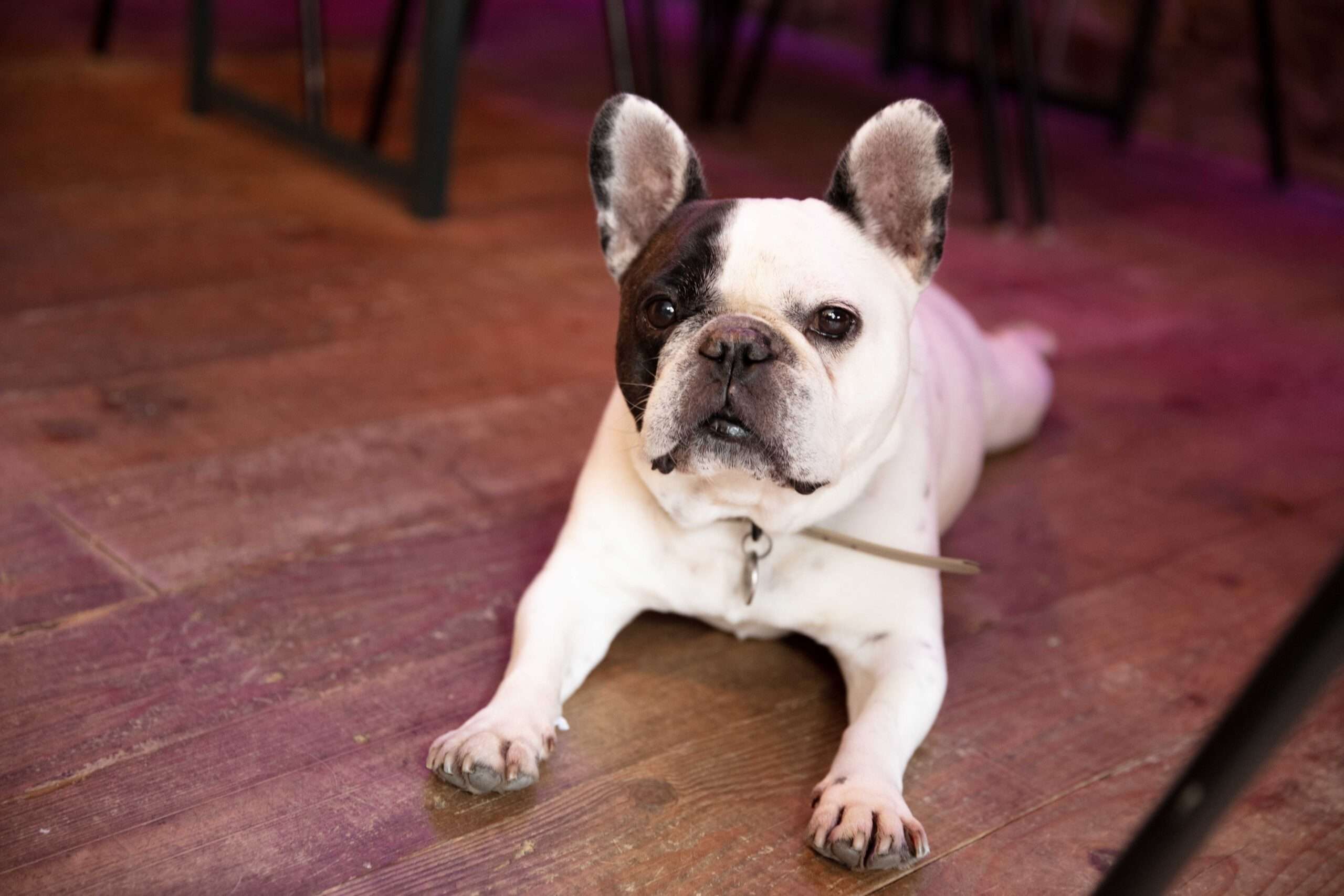 French bulldog relaxing inside Bar 44 in Aylsham, highlighting the venue's dog-friendly atmosphere.