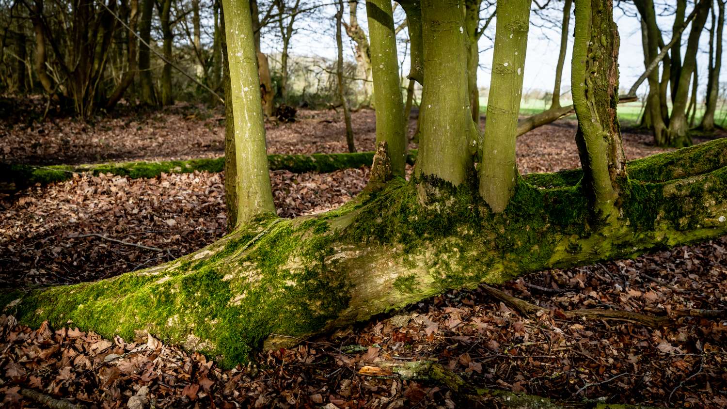 23-Tyrrels-Woodland-Others-19