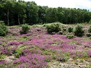 Purple heather in bloom across heathland at Buxton Heath nature reserve.
