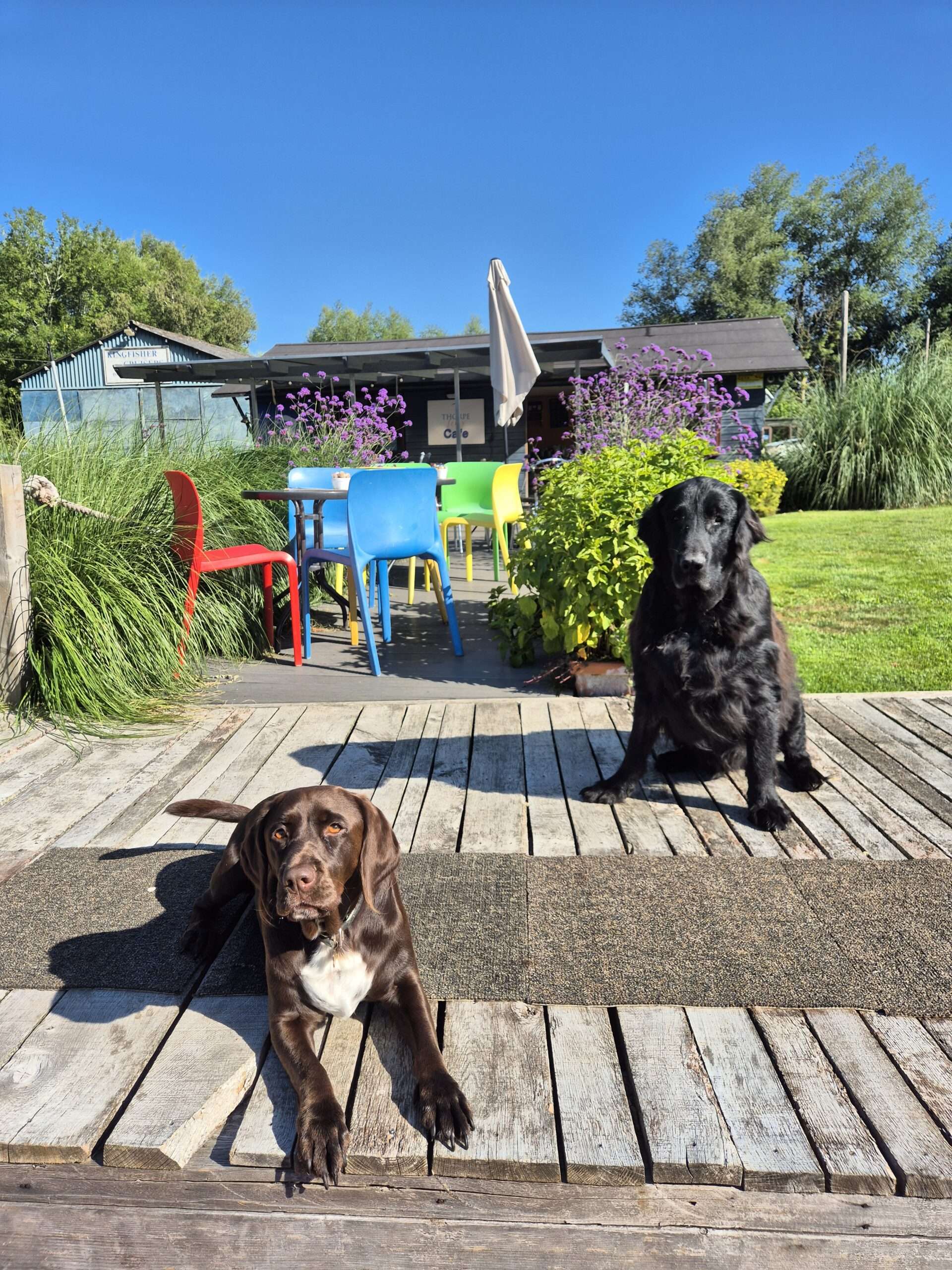 Dogs relaxing on the deck outside Thorpe Ferry Café overlooking the riverside garden