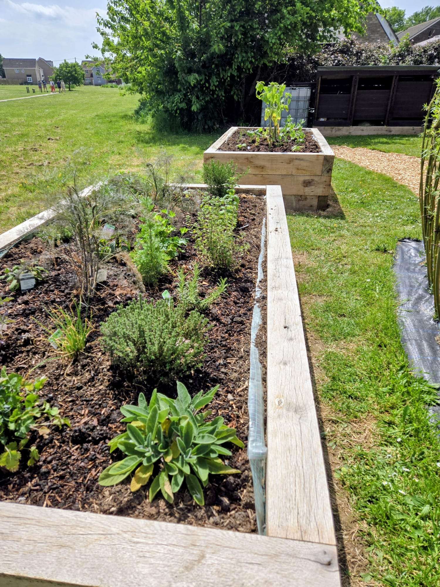 Raised vegetable beds and planted growing areas at Lingwood community garden.